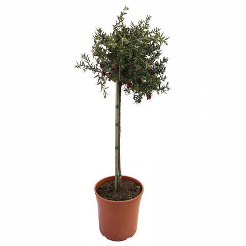 Гревилея 4 л дърво - Листопадни храсти и дървета