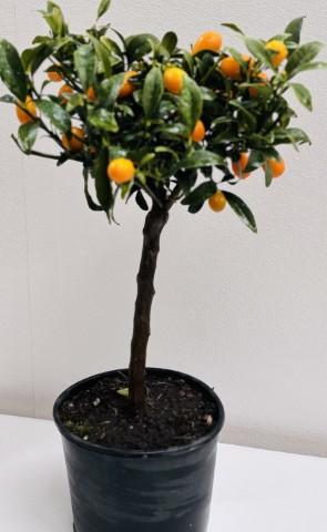 Кумкуат 5 л - Овошки и плодни храсти