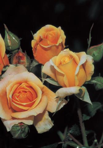 Японска роза Polyantha 2л, микс - Рози