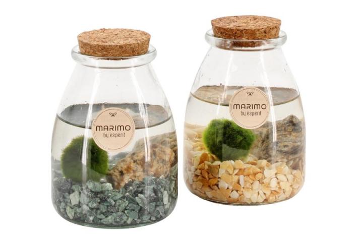 Декоративно водно растение Marimo ф8см H12-15см - Тиландсии и бромелии