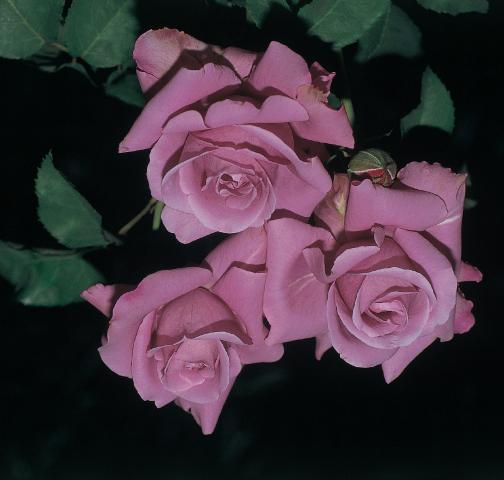 Хибрид Чаена роза 2л, микс, снимка 5 - Външни растения