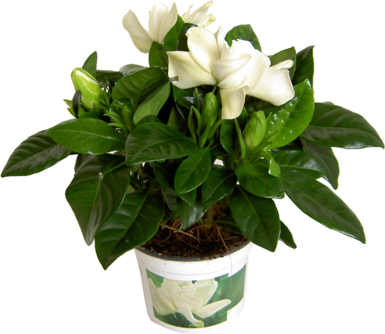 Gardenia Интернет Магазин Растений