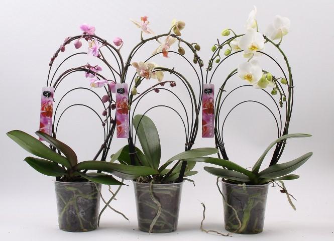 Орхидея Фаленопсис Дъга 2стебла/12+, снимка 2 - Орхидеи