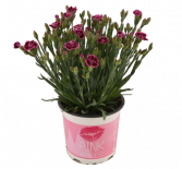 Карамфил  Pink Kisses ф10.5, Н15-20 см