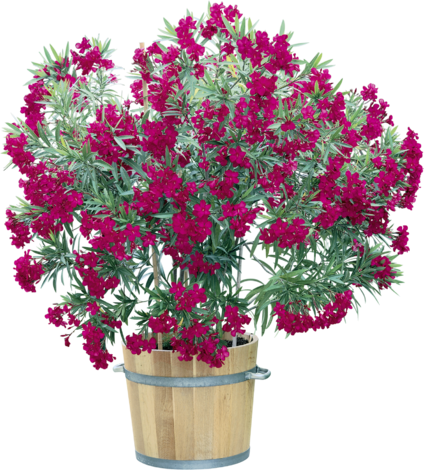 Олеандър храст Ф:15 см - Средиземноморски растения