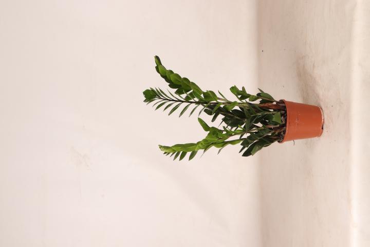Зелени цветя микс Easy Care ф14, H50-60см, снимка 2 - Големи растения