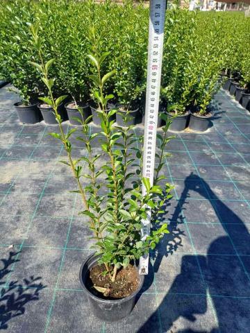 Лигуструм контейнер 2 л, снимка 2 - Листопадни храсти и дървета