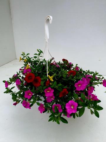 Калибрахое Трикси, снимка 2 - Пролетни балконски цветя