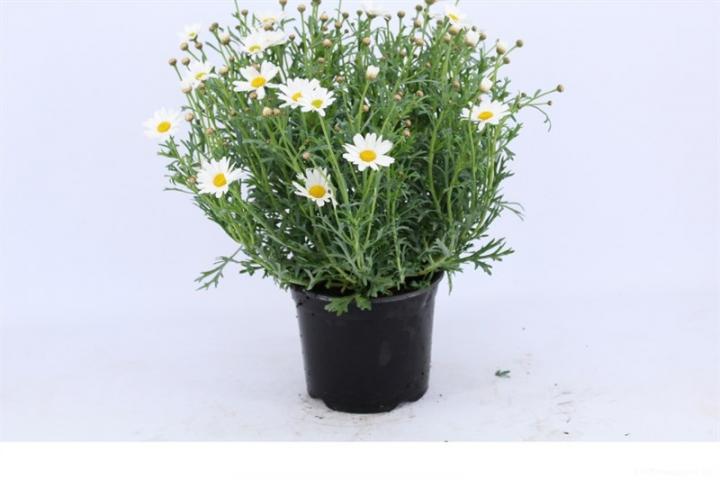 Маргарита White ф19/H:40 см - Цъфтящи