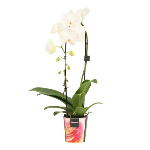 Орхидея Cascade Ф12см, Н55-60см, снимка 4 - Орхидеи