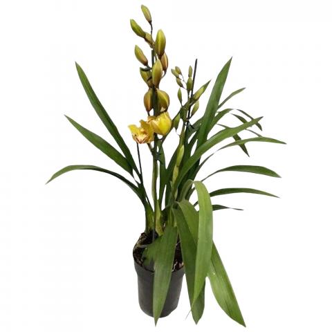 Цимбидиум микс ф12см, снимка 2 - Орхидеи