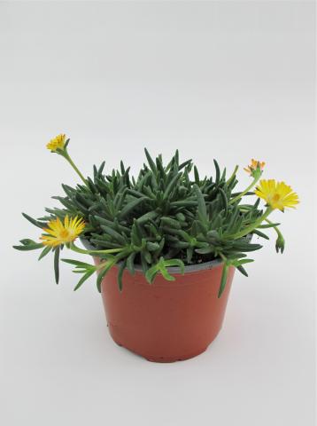 Делосперма ф12 см, снимка 2 - Пролетни балконски цветя