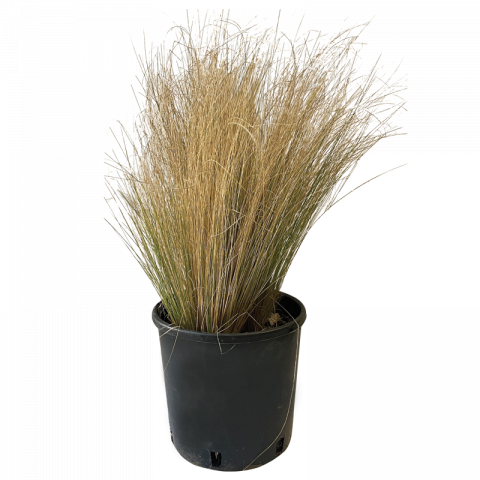 Стипа 3 л - Многогодишни перенни растения