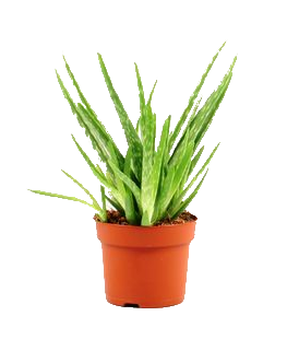 Алое Вера ф12, Н25-35см - Кактуси и сукуленти