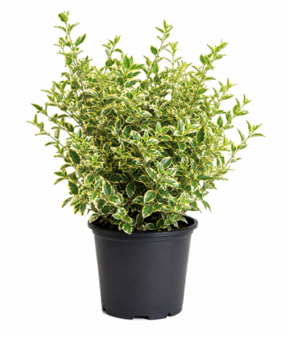 Лигуструм Variegata 3л - Листопадни храсти и дървета