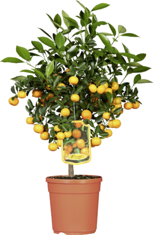 Цитрусово дръвче с плод Ф16 - Средиземноморски растения