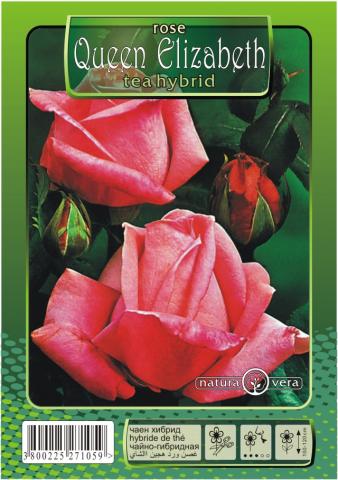 Хибрид Чаена роза 80-120см., микс - Рози