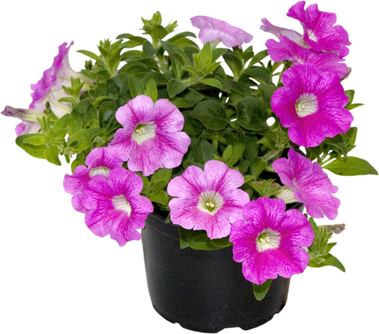 Петуния 12 см - Пролетни балконски цветя