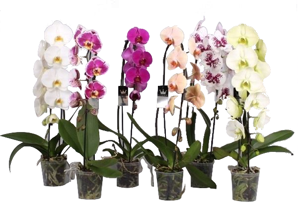 Орхидея Фаленопсис каскада 1 стебло, ф12/9+ цвята - Орхидеи