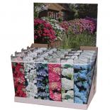 Хортензия корен в кутия микс ф10.5 см