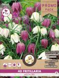 Луковици Шахматна Ведрица Fritillaria meleagris 40бр