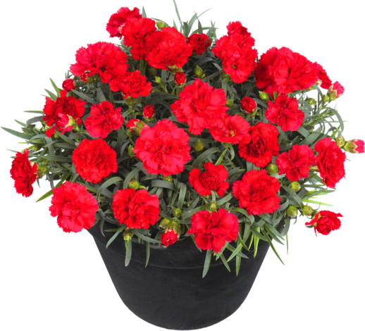 Балконски цветя, Ф: 12см. - Пролетни балконски цветя