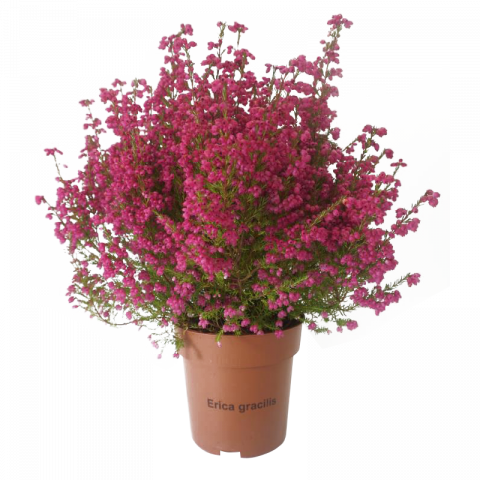 Ерика Gracilis Red ф12,Н20-25см - Есенни балконски