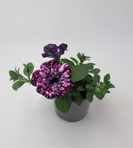 Каскадна петуния Surprise sparkling ф10.5 см, снимка 6 - Пролетни балконски цветя