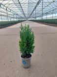 Лъжекипарис Ellwoodii ф9 см Н32 см