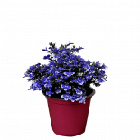 Лобелия ф14 см