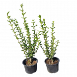 Лигуструм контейнер 2 л