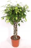 Фикус Exotica Ф30см, H140см