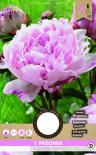 Луковици PURE Божур Sarah Bernhardt, 1бр