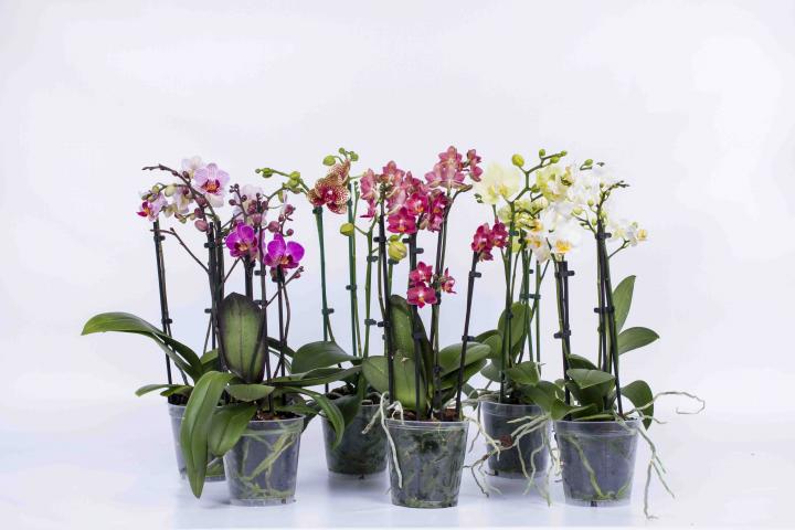 Орхидея Фаленопсис Multiflora mix - Орхидеи