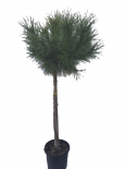 Пинус Pinea 150 см