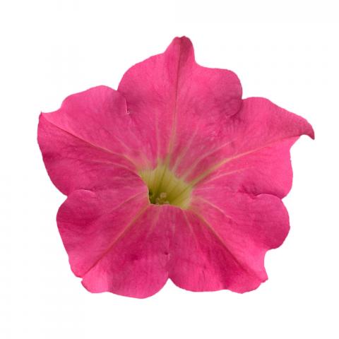 pink - Пролетни балконски цветя