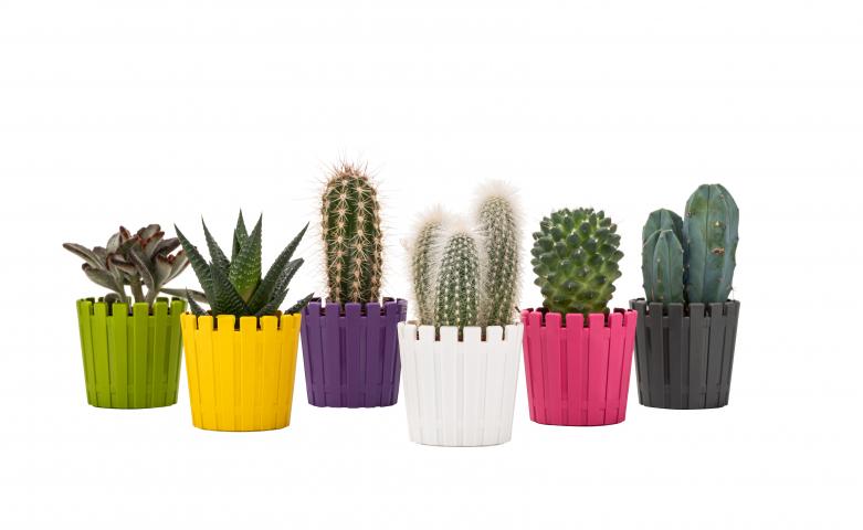 Саксия Akasya Cactus ф6.5x6 см микс цветове, снимка 2 - Пластмасови саксии