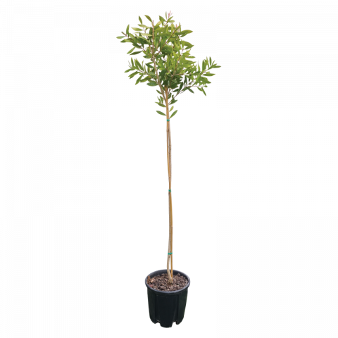 Калистемон 9 л - Средиземноморски растения