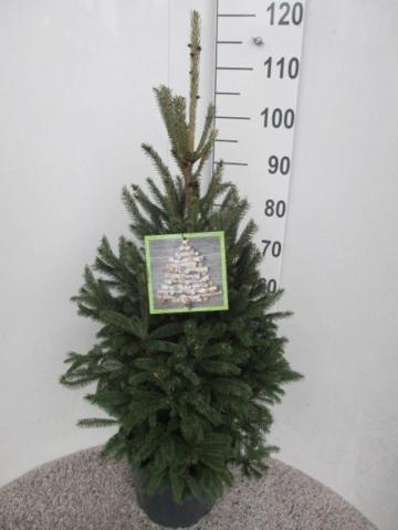 Пицея Glauca Super Green ф28 см H115 см - Иглолистни храсти и дървета
