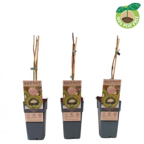 Киви Jenny ф15 см H50 см - Овошки и плодни храсти