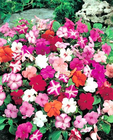 Импатиенс Валериана Ф:9 см - Пролетни балконски цветя
