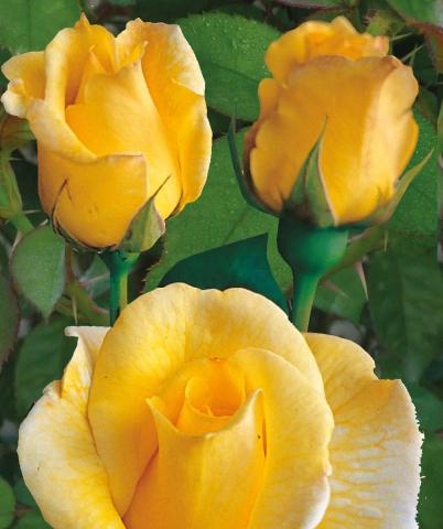 Хибрид Чаена роза 2л, микс, снимка 3 - Външни растения