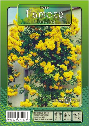 Хибрид Чаена роза 80-120см., микс, снимка 3 - Външни растения