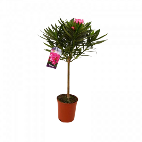 Олеандър Нериум ф18, Н70-80 см, дърво - Средиземноморски растения