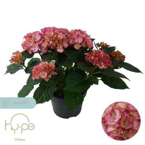 Хортензия(Хидрангея) Macrophylla Ave Pink - Пролетни балконски цветя