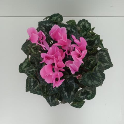 Циклама ф17 см, снимка 2 - Външни растения