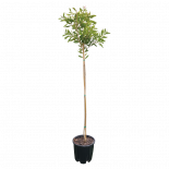 Калистемон 9 л