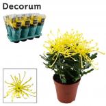 Хризантема Fireworks Yellow Ф13см, H35см