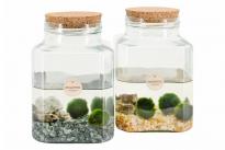 Декоративно водно растение Marimo ф13см H20см