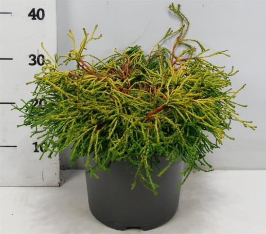 Лъжекипарис Gitte 7.5 л H40-50 см - Иглолистни храсти и дървета